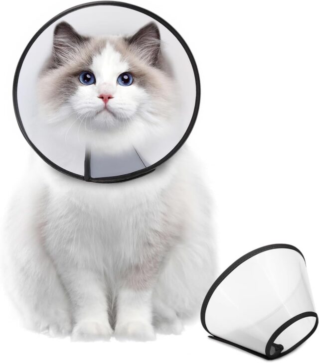 E Collar (Elizabethan)