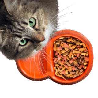 Dry Cat Food