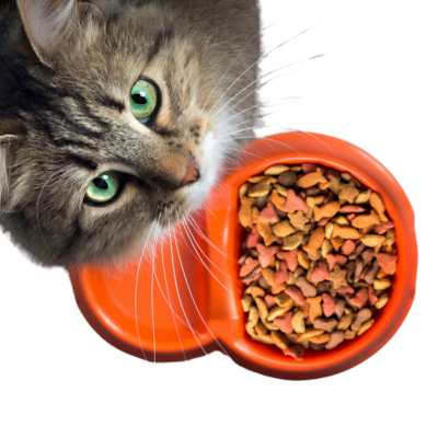 Dry Cat Food