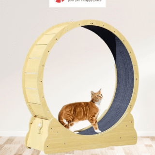 large cat wheel treadmill