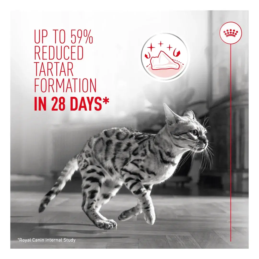 Royal Canin Dental Care Adult Cat Food 1.5kg - Image 2